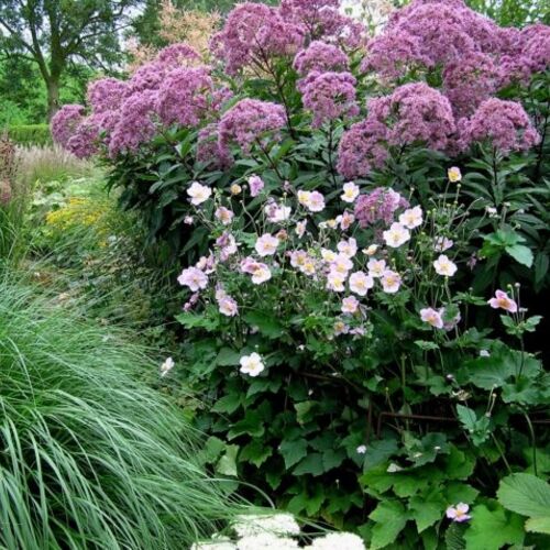 Посконник пятнистый Атропурпуреум/Eupatorium maculatum Atropurpureum С1,5