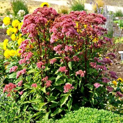 Посконник пятнистый Беби Джо/Eupatorium maculatum Baby Joe С2