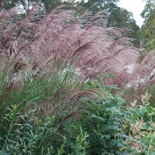 Мискантус китайский Каскад/Miscanthus sinensis Kaskade С2