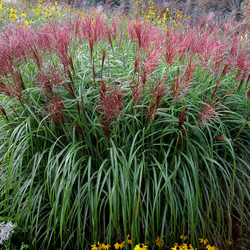 Мискантус китайский Ротсилбер/Miscanthus sinensis Rotsilber С2