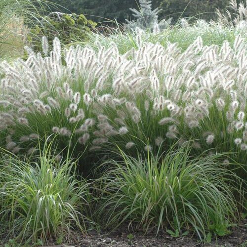 Пеннисетум лисохвостовый Гамельн/Pennisetum alopecuroides Hameln Р1,5