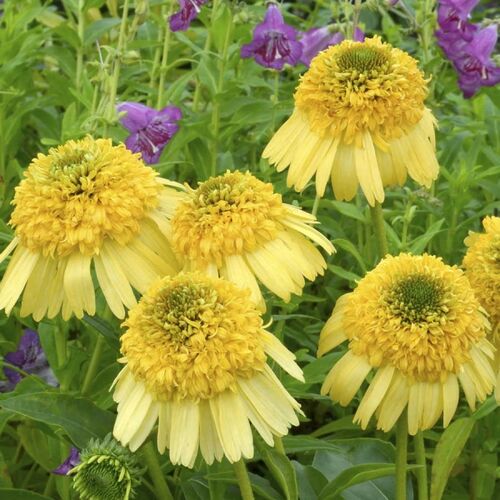 Эхинацея пурпурная Метеор Еллоу/Echinacea purpurea Meteor Yellow С2