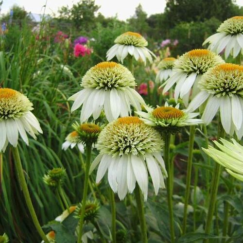 Эхинацея пурпурная Милкшейк/Echinacea purpurea Milkshake Р1,5
