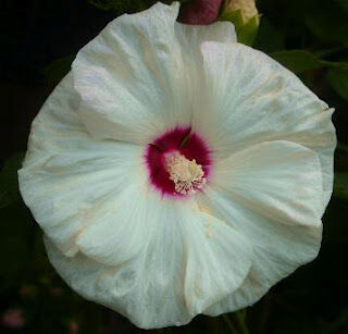 Гибискус гибридный Олд Йелла/Hibiscus hybridus Old Yella Р1,5