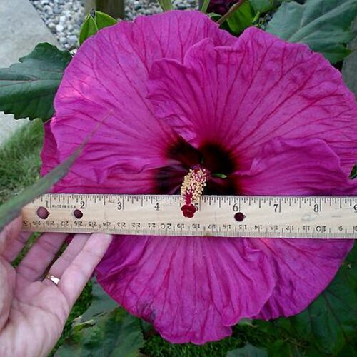 Гибискус гибридный Плам Крэйзи/Hibiscus hybridus Plum Crazy
