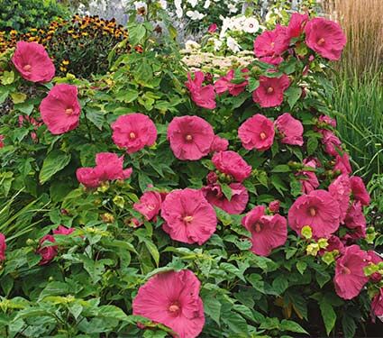 Гибискус гибридный Джазберри Джем/Hibiscus hybridus Jazzberry Jam С2