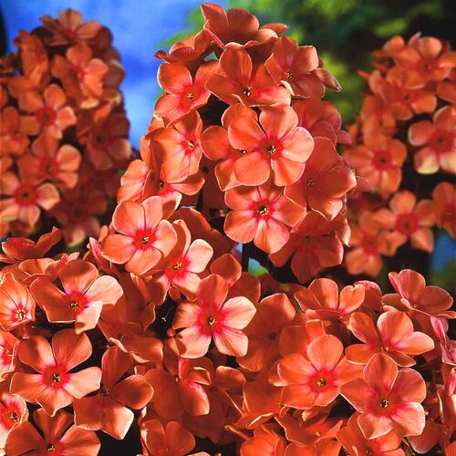 Флокс метельчатый Оранж Перфекшн/Phlox paniculata Orange Perfection Р1,5