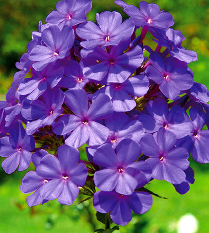 Флокс метельчатый Зе Кинг/Phlox paniculata The King Р1,5