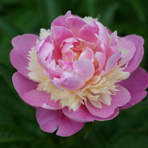 Пион молочноцветковый Сорбет/Paeonia lactiflora Sorbet С3