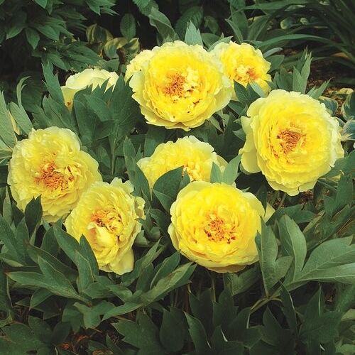 Пион ИТО гибрид Йеллоу Краун/Paeonia Itoh-hybrid Yellow Crown С5