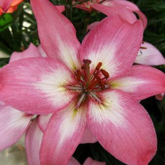 Лилия Айс Берри/Lilium Ice Berry