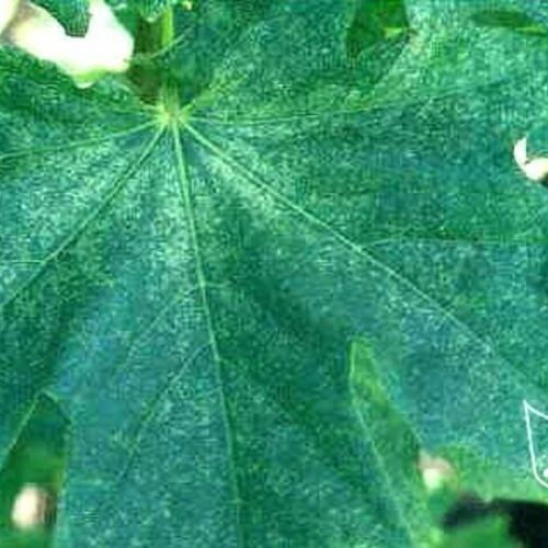 Клен остролистный Макулатум/Acer platanoides Maculatum 60-80 С5