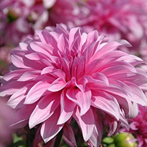 Георгина Вавилон Пинк/Dahlia Babylon Pink С2