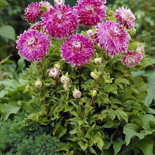 Георгина Ванкувер/Dahlia Vancouver С2
