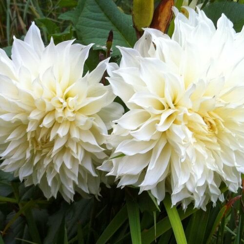 Георгина Уайт Перфекшн/Dahlia White Perfection