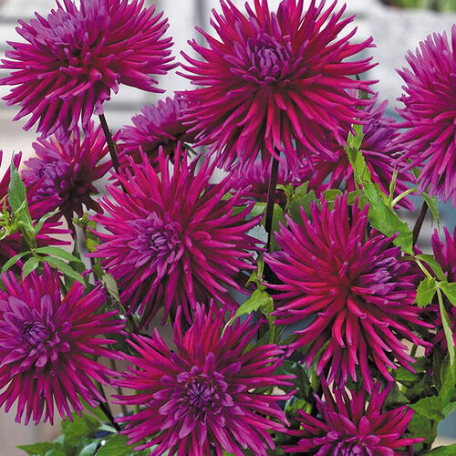 Георгина Пурпл Джем/Dahlia Purple Jam С2