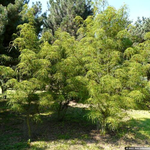 Каштан конский обыкновенный Лациниата/Aesculus hippocastanum Laciniata 30-40 С5