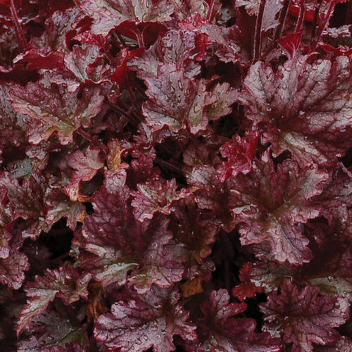 Гейхера гибридная Берри Мармалад/Heuchera hybrid Berry Marmalade Р1