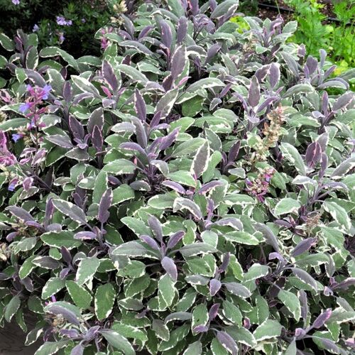 Шалфей (сальвия) лекарственный Триколор/Salvia officinalis Tricolor Р1,5