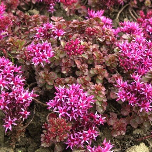 Очиток ложный Фульдаглут/Sedum spurium Fuldaglut С3