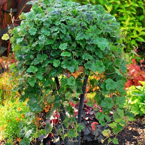 Тиарелла гибридная Каскад Крипер/Tiarella hybride Cascade Creeper