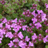 Тимьян ранний Маунтин Селект/Thymus praecox Mountain Select