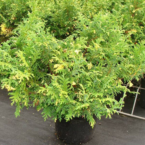 Кипарисовик горохоплодный Нана Ауреовариегата/Chamaecyparis pisifera Nana Aureovariegata 20-25 С2
