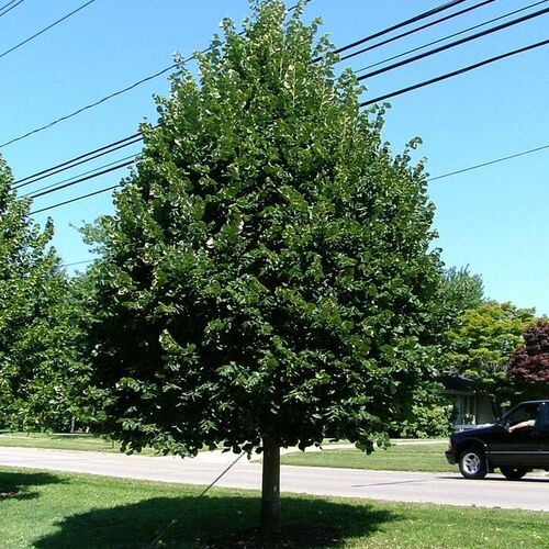 Липа мелколистная Гринспайер/Tilia cordata Greenspire 175-200 C25