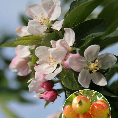 Яблоня Джон Доуни/Malus John Downie 300-350 10-12