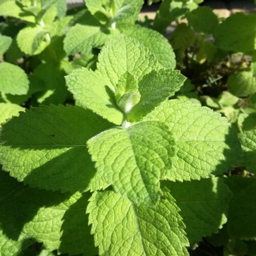 Мята душистая Яблочная/Mentha suaveolens Ampfelminze р9