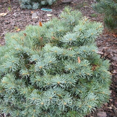 Пихта одноцветная Пигельми/Abies concolor Piggelmee 50 Ра С5 