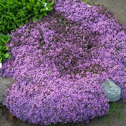 Тимьян ранний Минор/Thymus praecox Minor