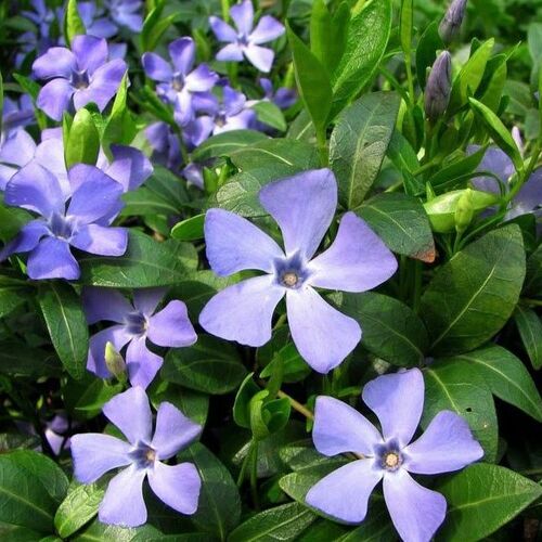 Барвинок малый Грюн/Vinca minor Grun Р9