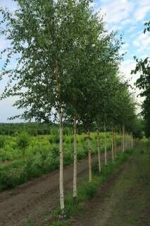 Береза повислая Звитсер Глори/Betula pendula Zwitser Glorie