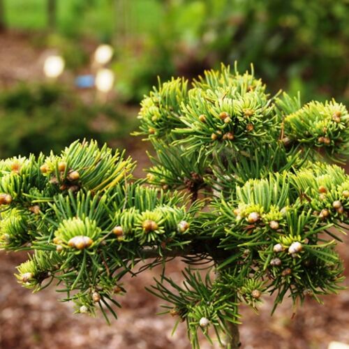 Пихта субальпийская Юта/Abies lasiocarpa Utah 60 Ра С5