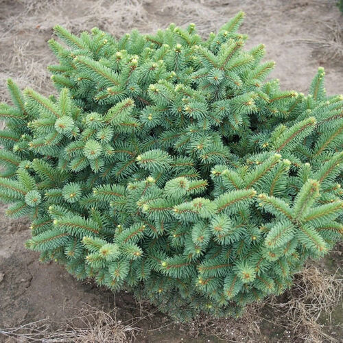 Ель колючая Миссис Цезарини/Picea pungens Mrs. Cesarini 100-110 Ра С7,5