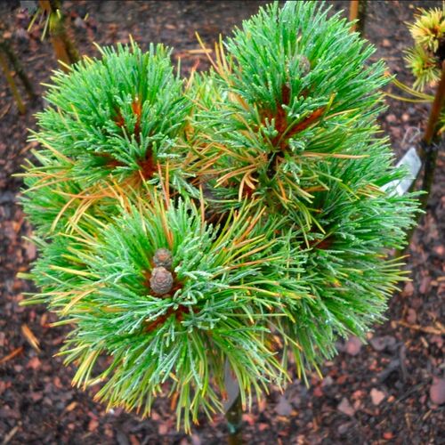 Сосна кедровая европейская Бергкониг/Pinus cembra Bergkonig 20-30 C3
