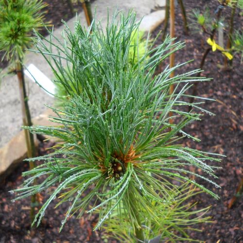 Сосна кедровая европейская Гонза/Pinus cembra Honza 30-40 C3