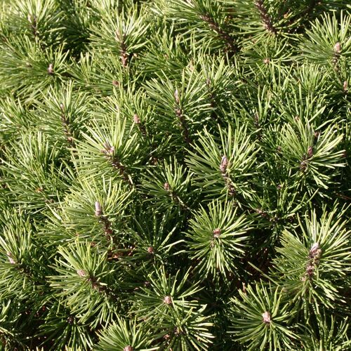 Сосна горная Кобольд/Pinus mugo Kobold 15-20 С3