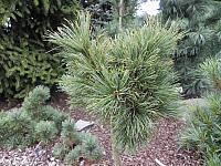 Сосна кедровая стланиковая Вохла/Pinus pumila Wohla 30-40 C7,5