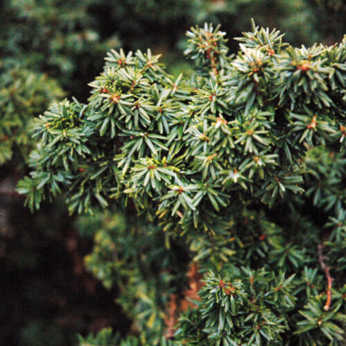 Тсуга канадская Гринвуд Лэйк/Tsuga canadensis Greenwood Lake 20-30 С3