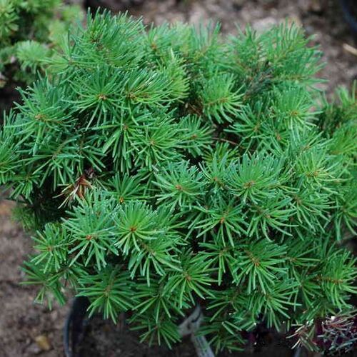 Псевдотсуга Мензиса Гарибальди/Pseudotsuga menziesii Garibaldii 10-15 С3
