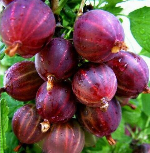 Крыжовник Сенатор (3-х летний)