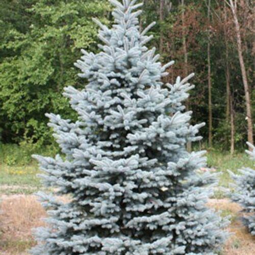 Ель колючая Бэби Блю/Picea pungens Baby Blue 140-160 В