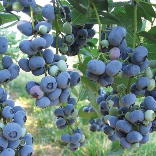 Голубика высокорослая Блюголд/Vaccinium corymbosum Bluegold C3
